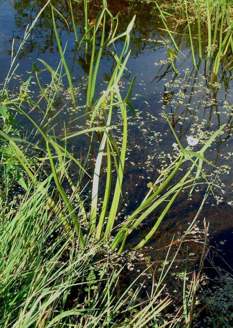 Sagittaria sagittifolia (door Adrie van Heerden)