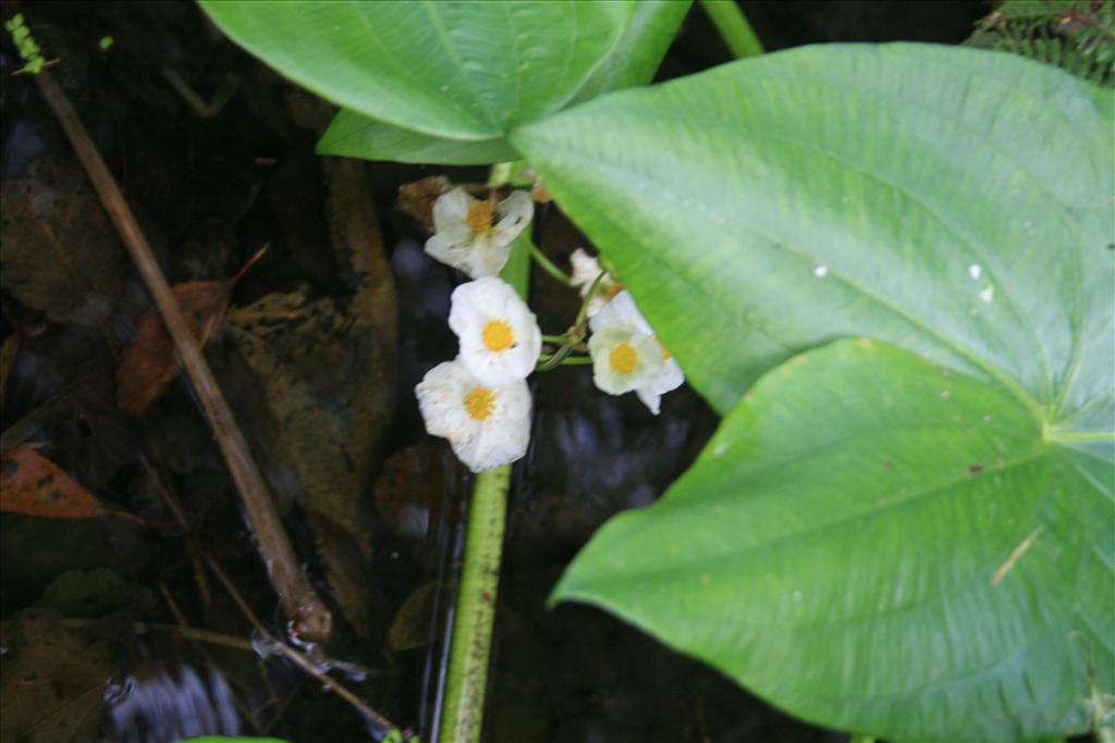 Sagittaria latifolia (door Egbert de Boer)