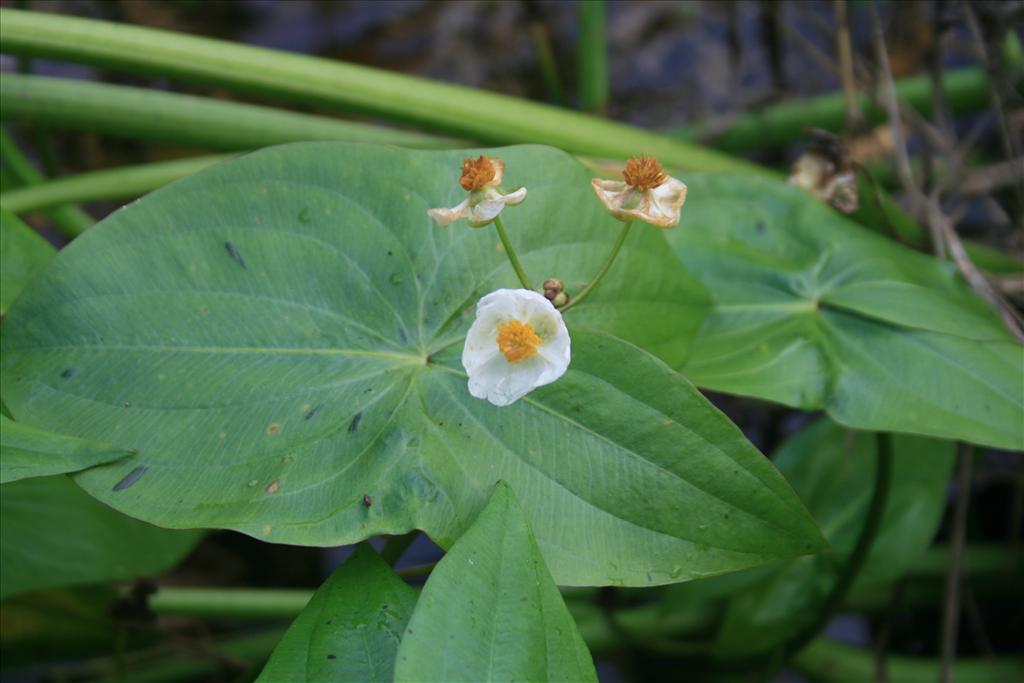 Sagittaria latifolia (door Egbert de Boer)