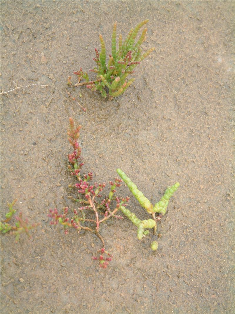 Salicornia europaea subsp. disarticulata (door Adrie van Heerden)
