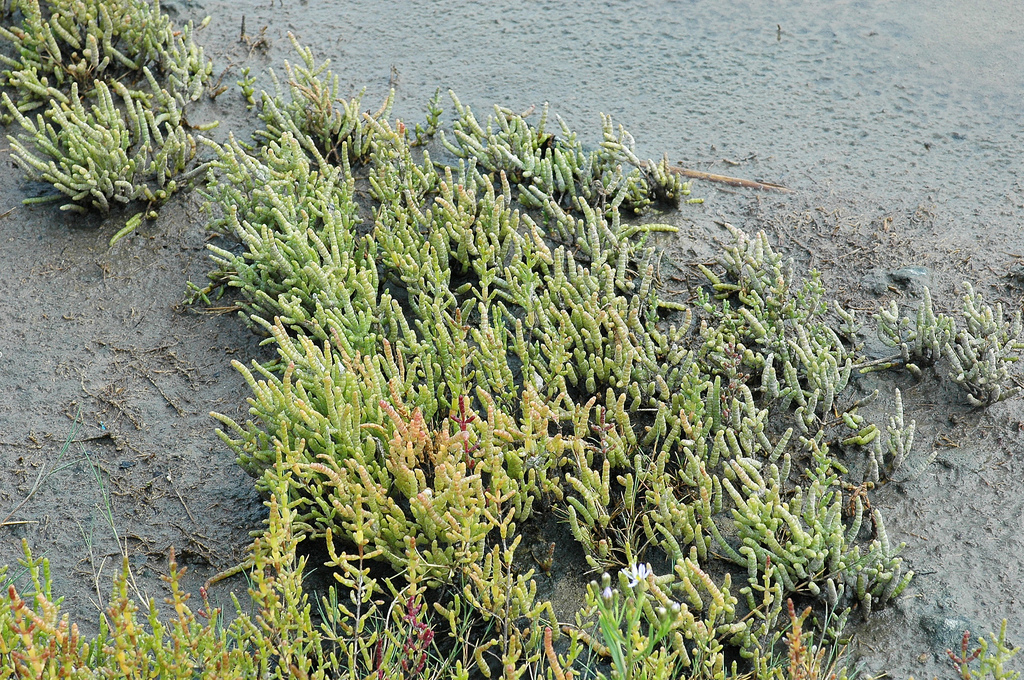 Salicornia procumbens subsp. 'nitens' (door Bas Kers)