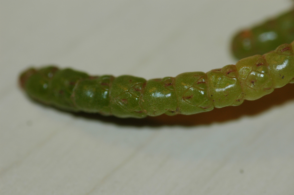 Salicornia procumbens subsp. 'nitens' (door Bas Kers)