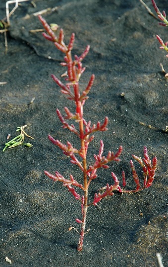 Salicornia europaea subsp. brachystachya (door Bas Kers)