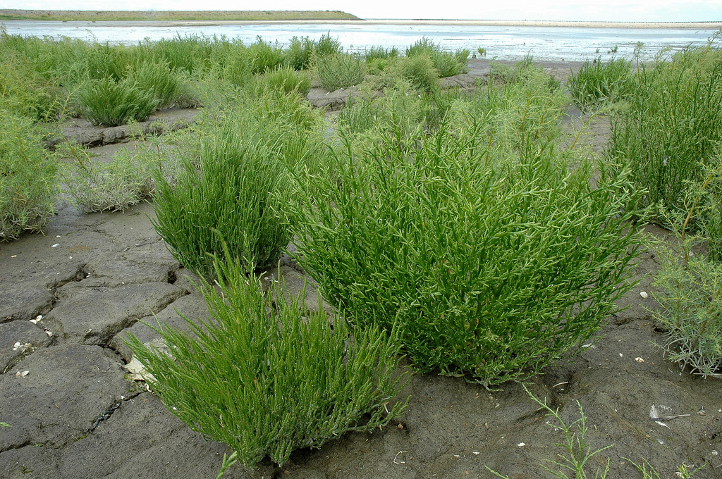 Salicornia europaea subsp. europaea (door Bas Kers)