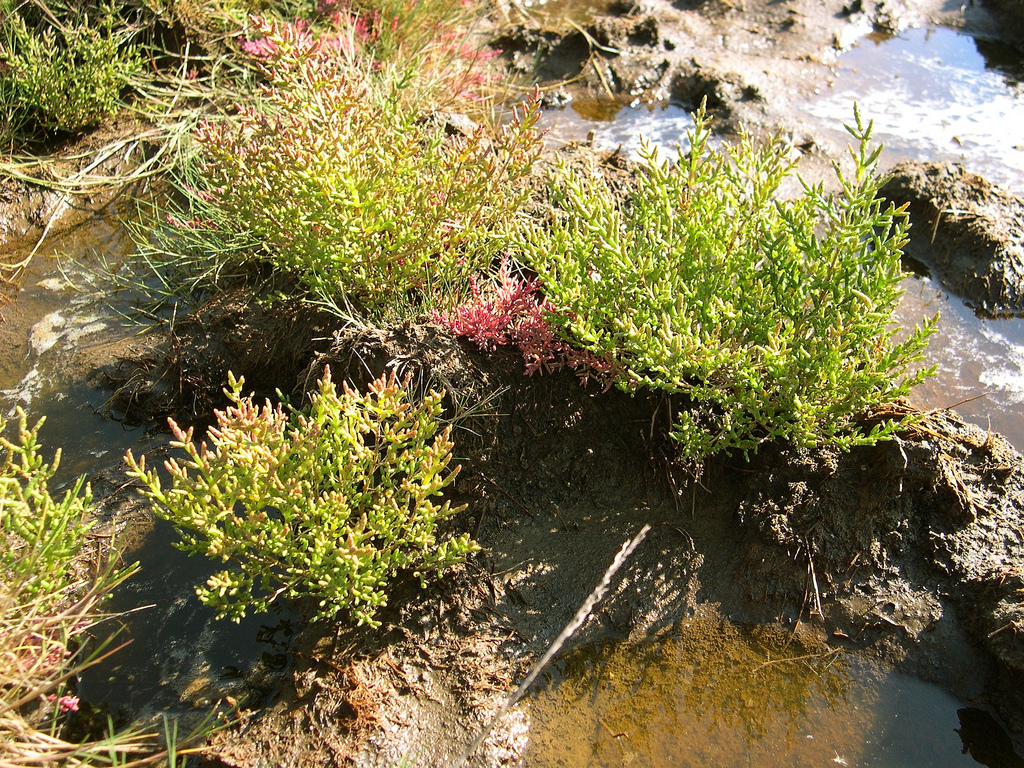 Salicornia europaea subsp. europaea (door Bas Kers)