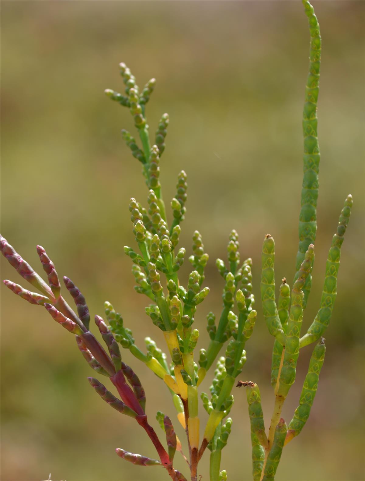 Salicornia europaea subsp. disarticulata (door Bas Kers)