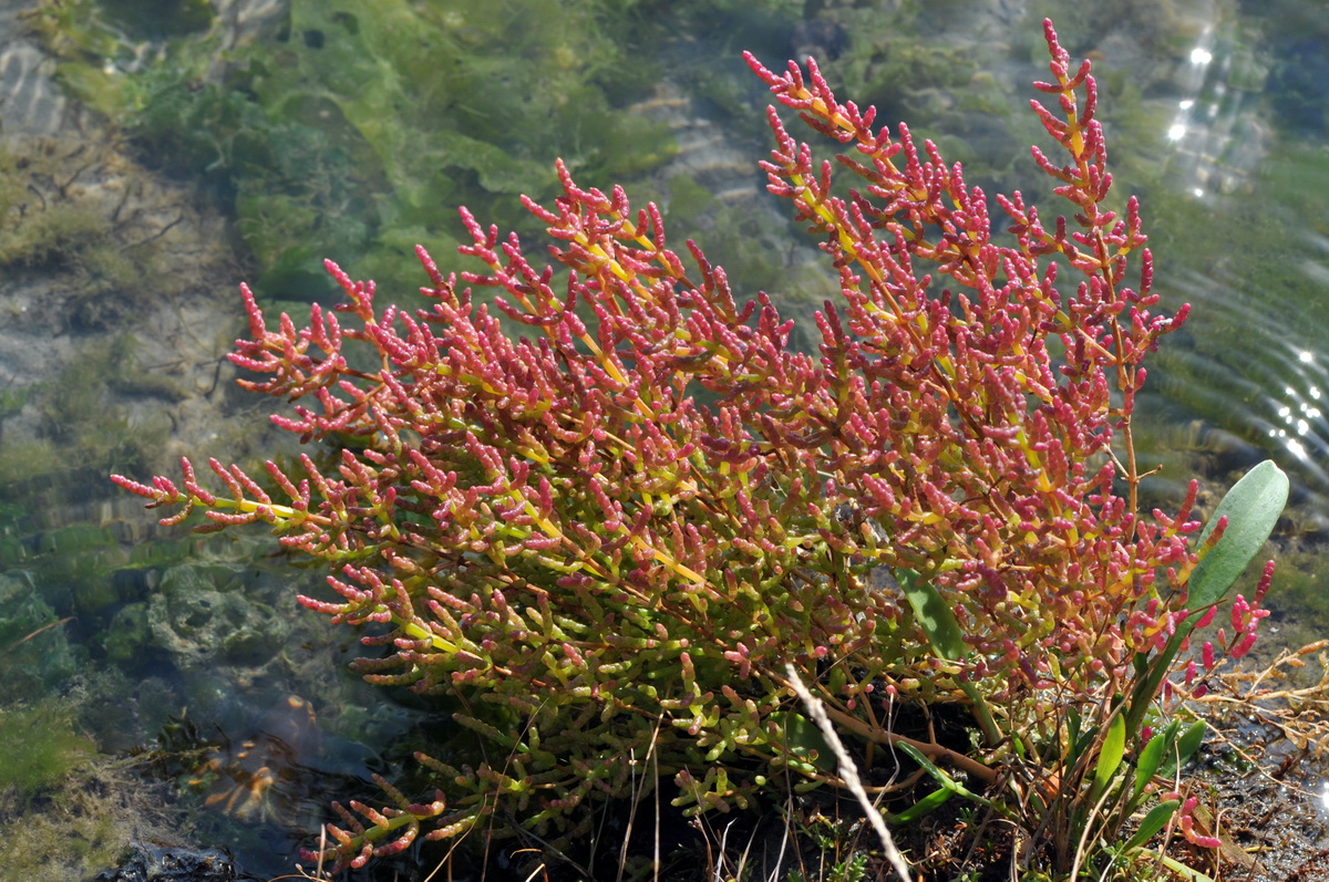 Salicornia europaea subsp. europaea (door Hans Toetenel)