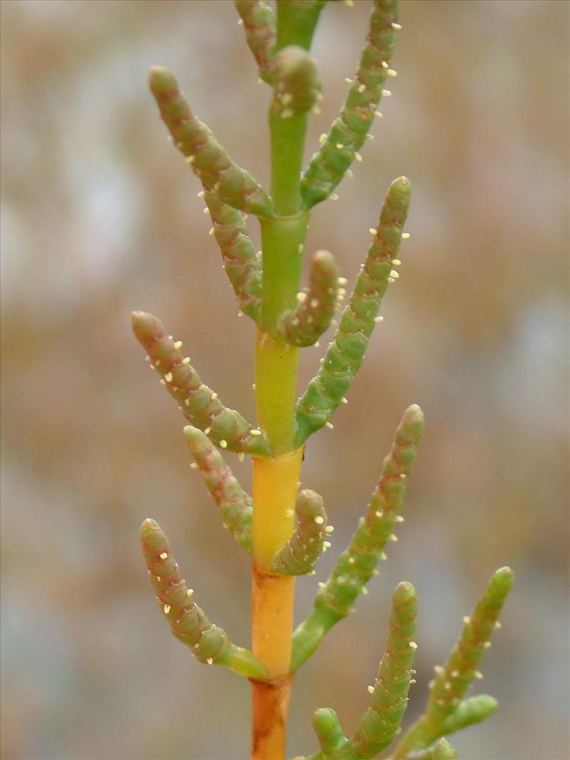 Salicornia europaea subsp. europaea (door Adrie van Heerden)