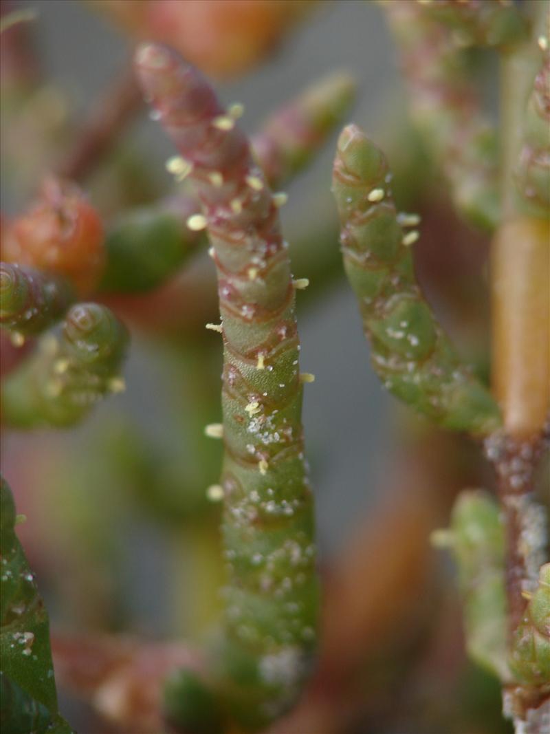 Salicornia europaea subsp. europaea (door Adrie van Heerden)