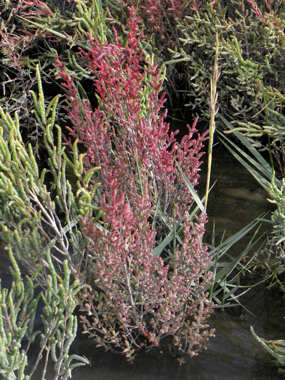 Salicornia europaea subsp. europaea (door Bas Kers)