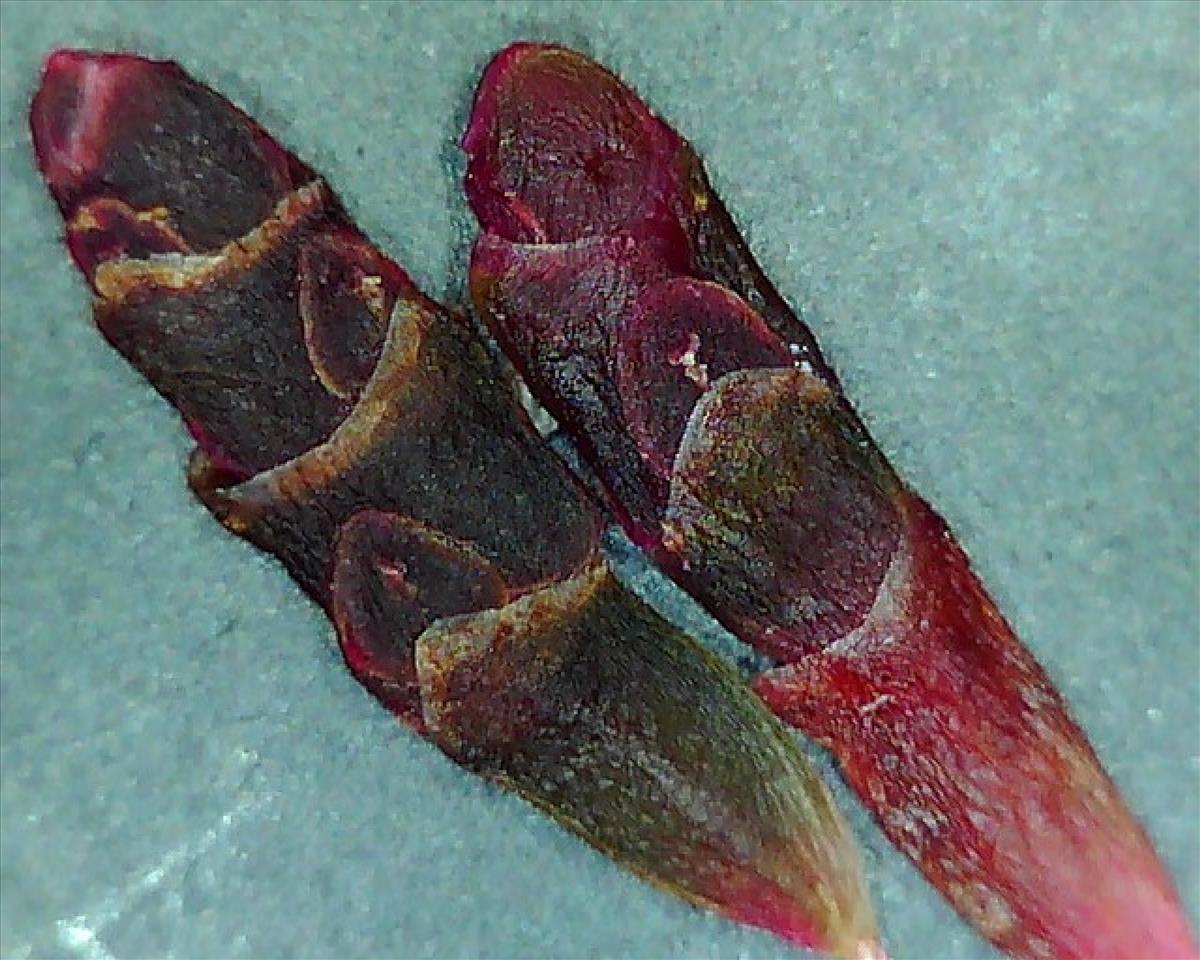 Salicornia europaea subsp. disarticulata (door Ruud Beringen)