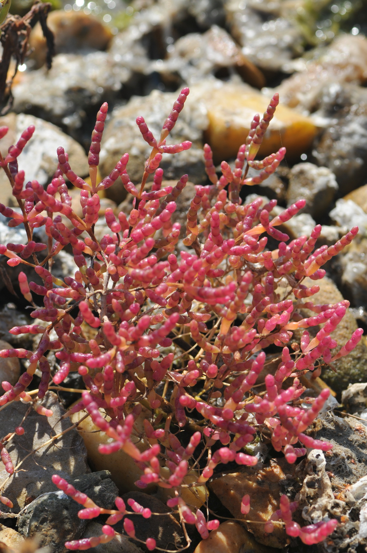 Salicornia europaea subsp. europaea (door Hans Toetenel)