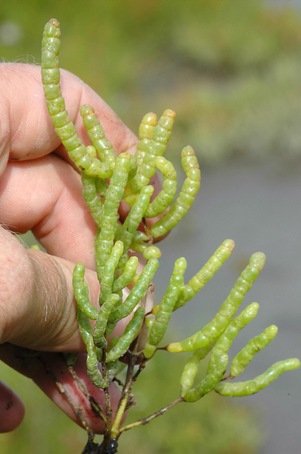 Salicornia procumbens subsp. 'nitens' (door Bas Kers)