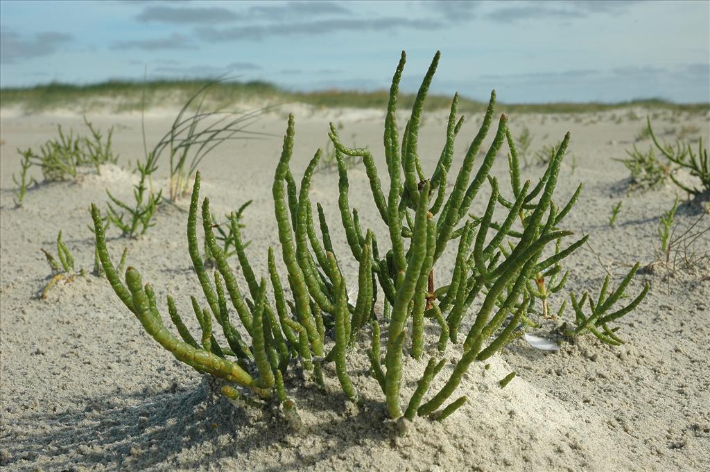 Salicornia procumbens subsp. procumbens (door Bas Kers)