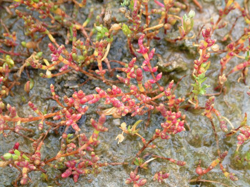 Salicornia procumbens subsp. procumbens (door Adrie van Heerden)