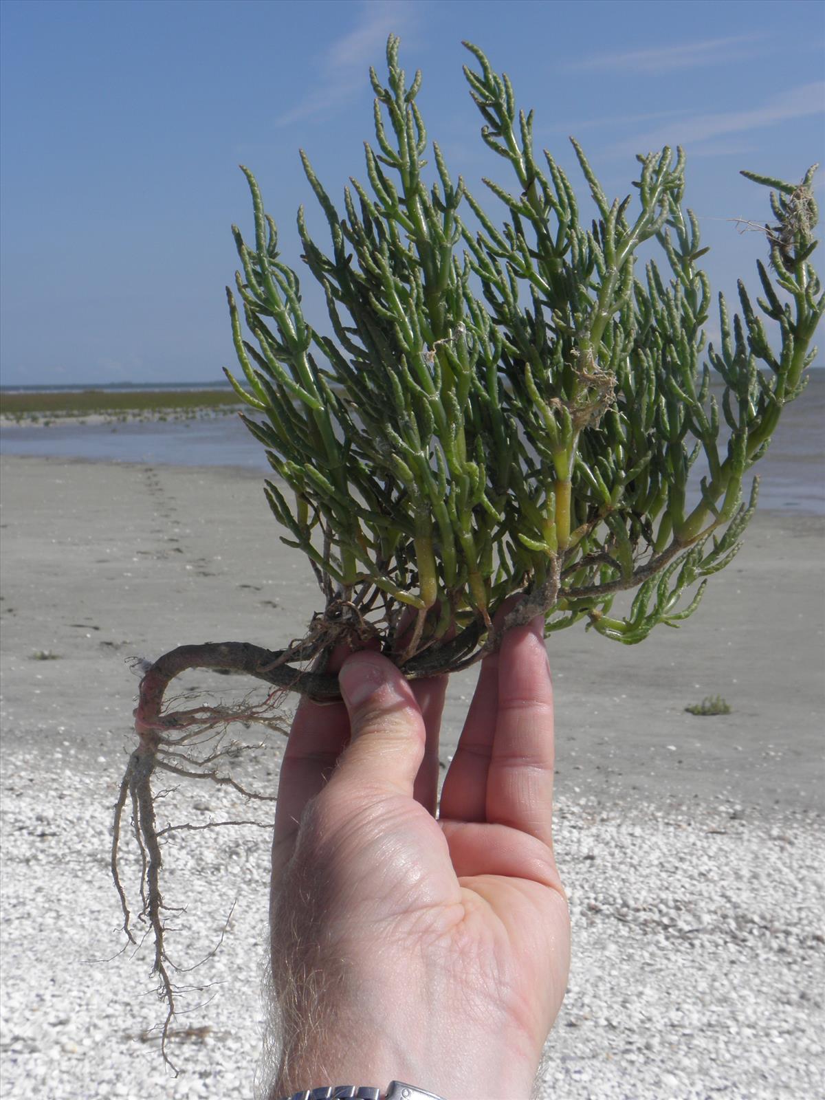 Salicornia procumbens subsp. procumbens (door Bas Kers)