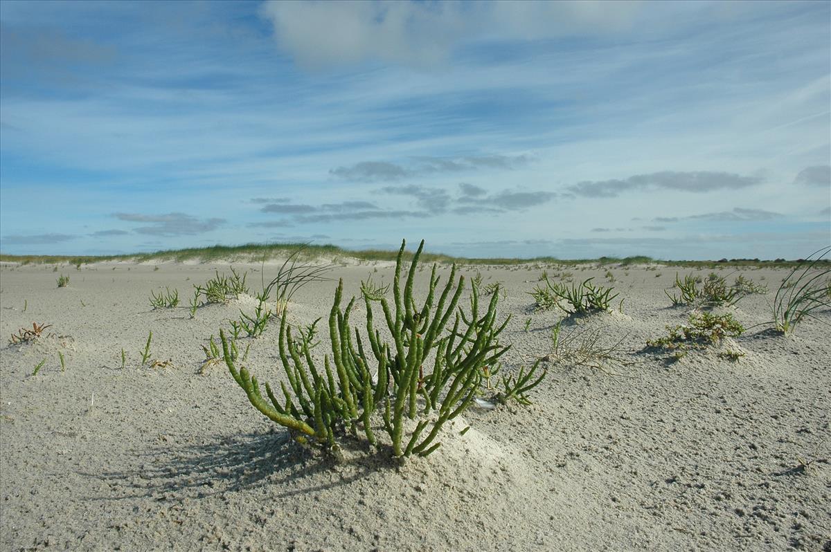 Salicornia procumbens subsp. procumbens (door Bas Kers)