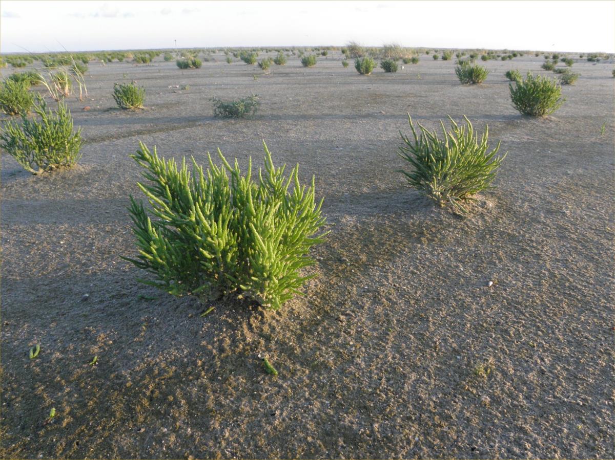 Salicornia procumbens subsp. procumbens (door Bas Kers)