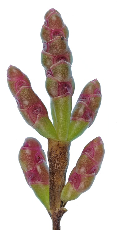 Salicornia europaea subsp. disarticulata (door Ben Kieft / Naturalis)
