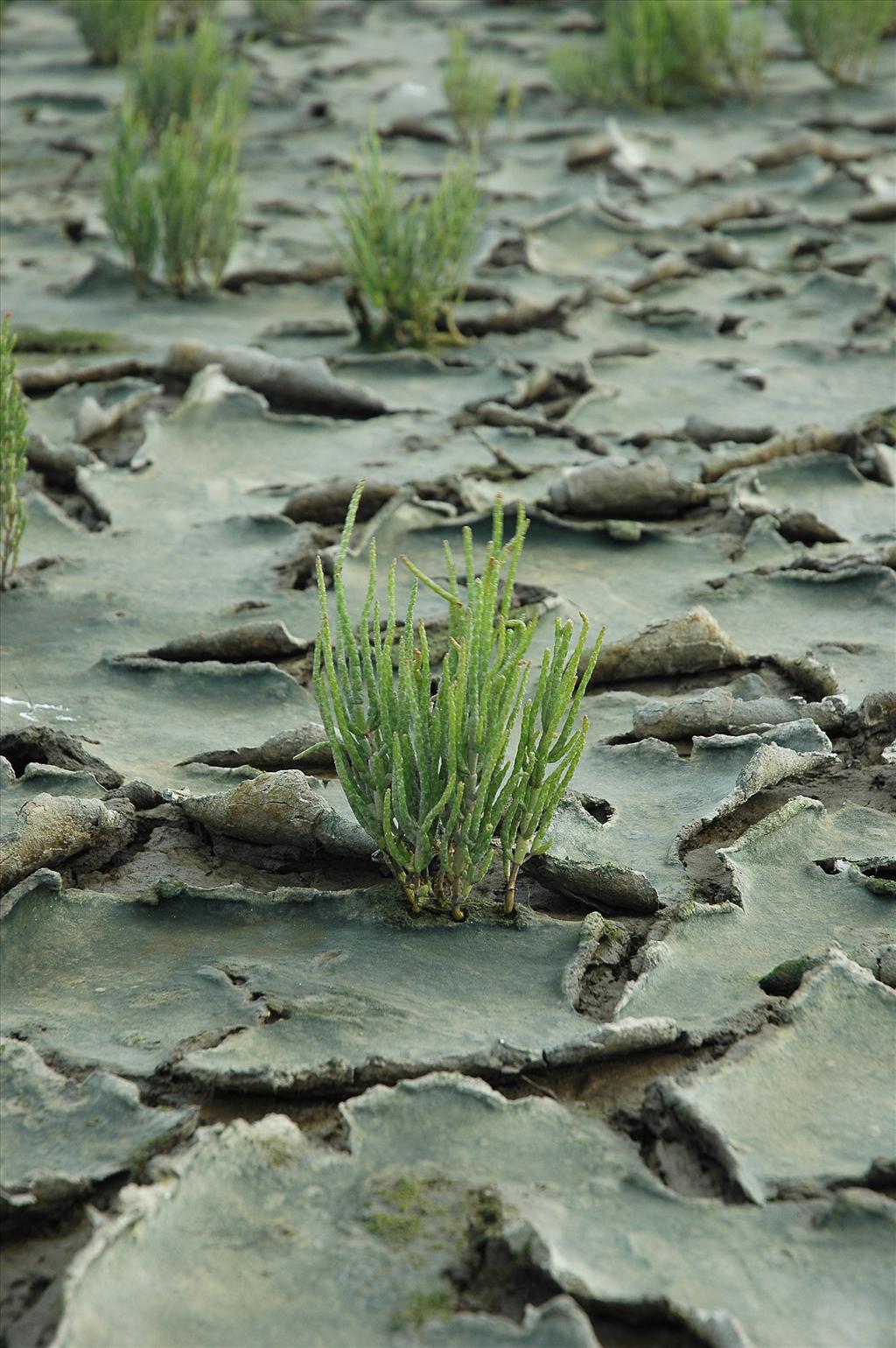 Salicornia procumbens subsp. procumbens (door Bas Kers)