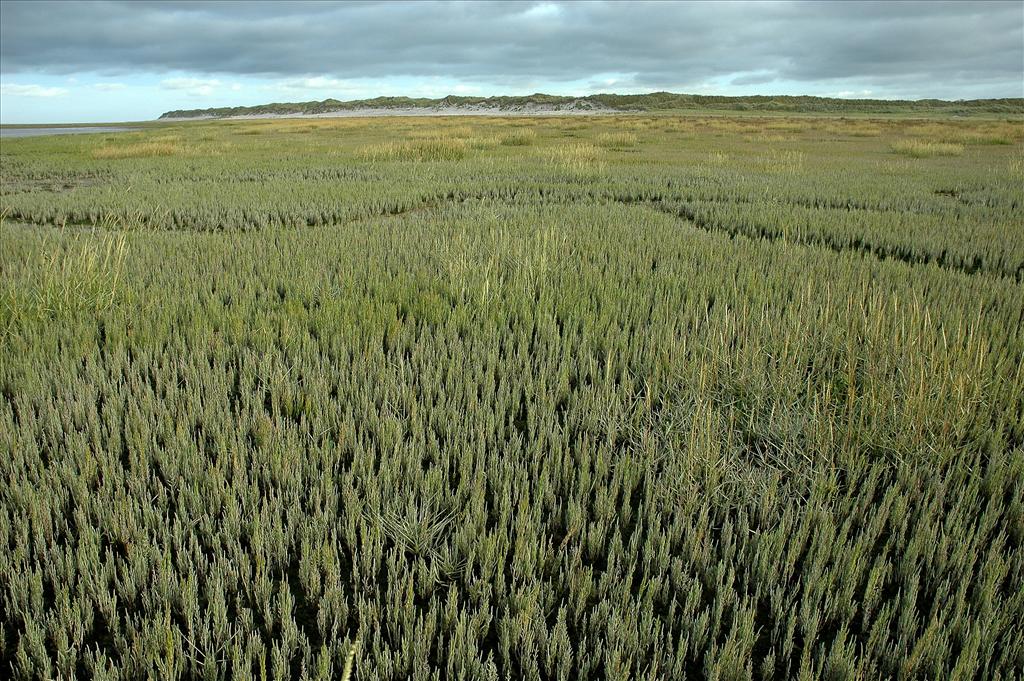 Salicornia procumbens subsp. procumbens (door Bas Kers)