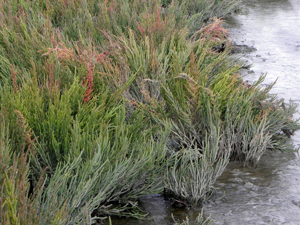 Salicornia procumbens subsp. procumbens (door Bas Kers)