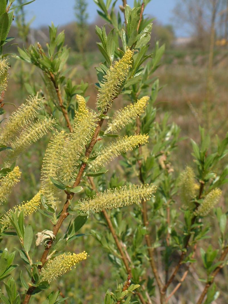 Salix alba (door Adrie van Heerden)