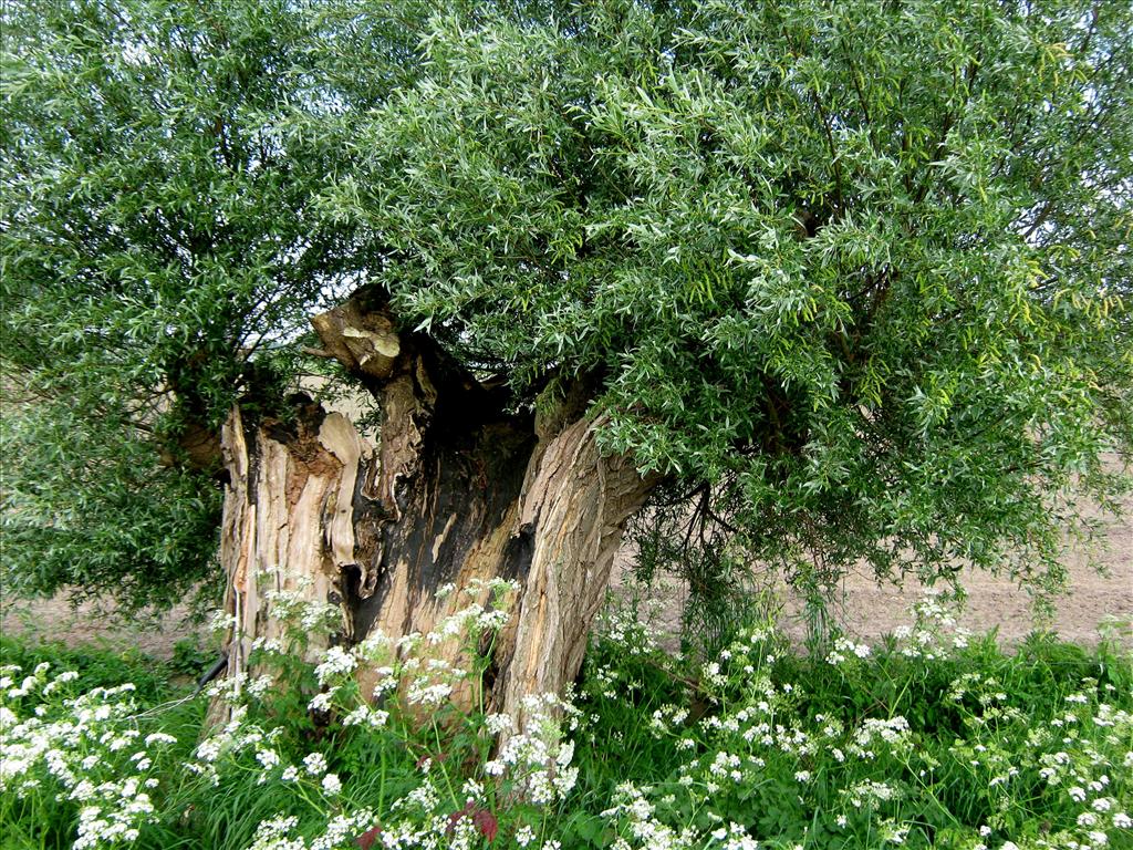 Salix alba (door Toon Verrijdt)
