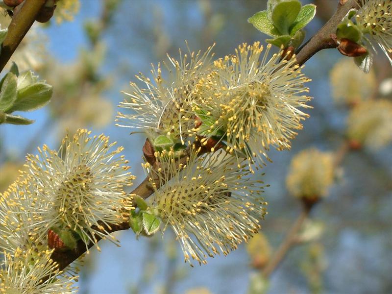 Salix caprea (door Adrie van Heerden)