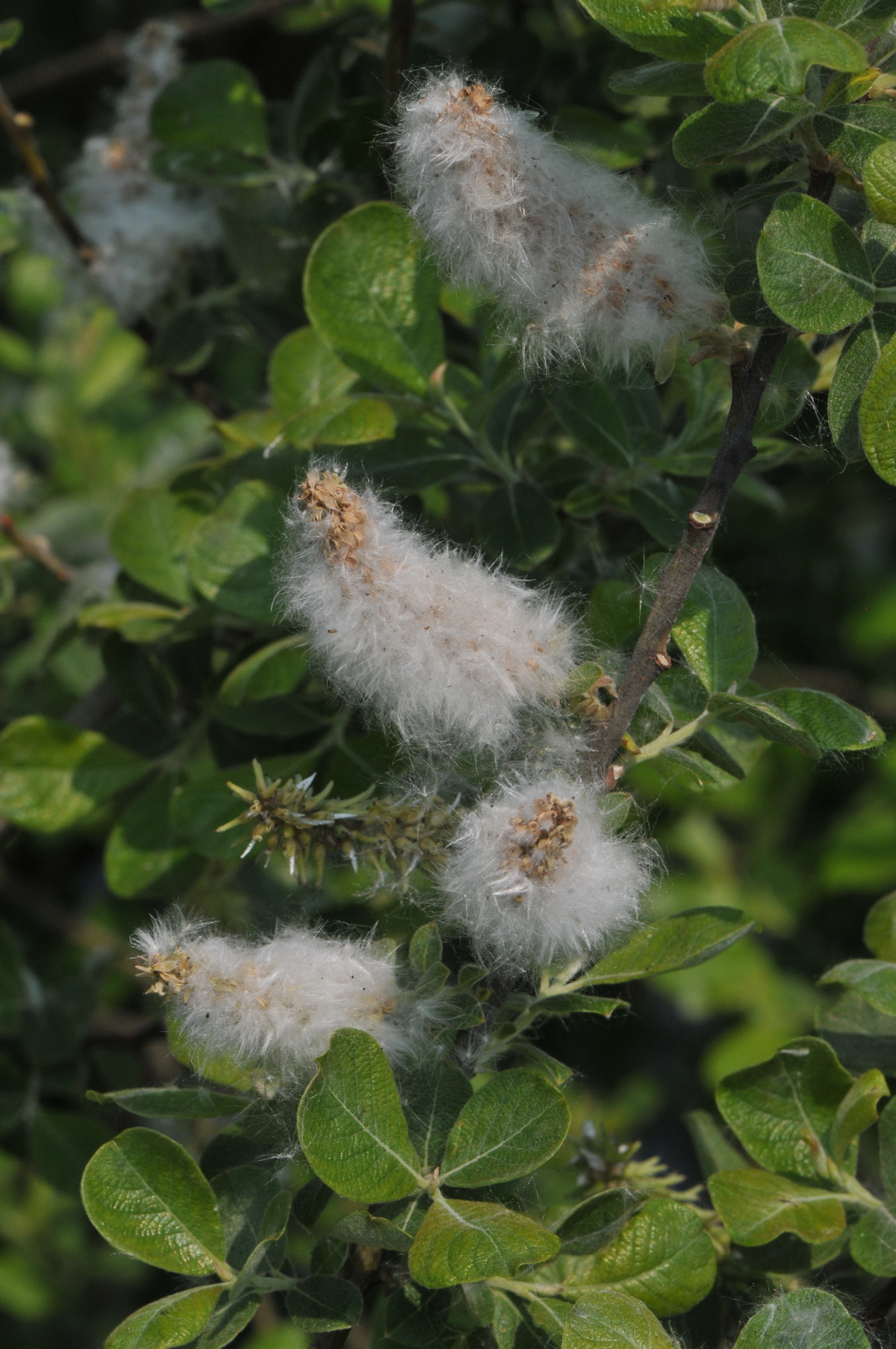 Salix cinerea subsp. cinerea (door Hans Toetenel)