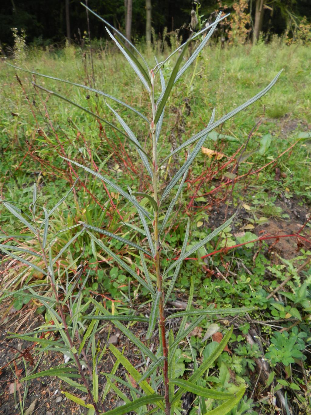 Salix eleagnos (door Rutger Barendse)