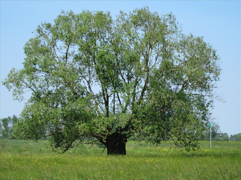 Salix euxina/x fragilis (door Piet Bremer )