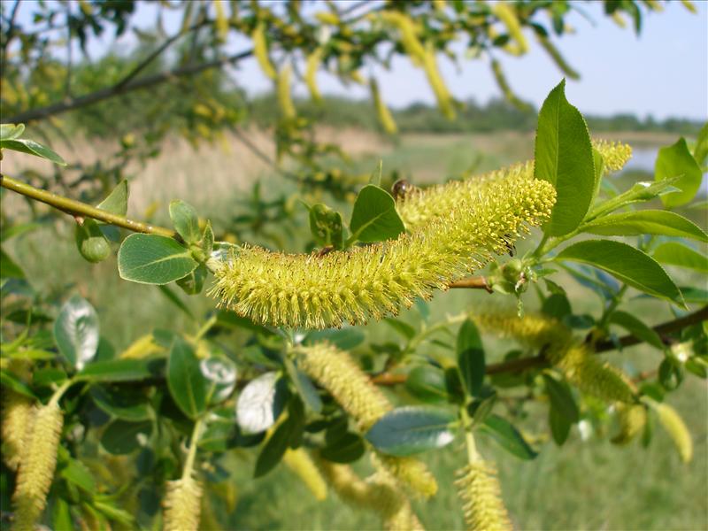 Salix pentandra (door Piet Bremer )