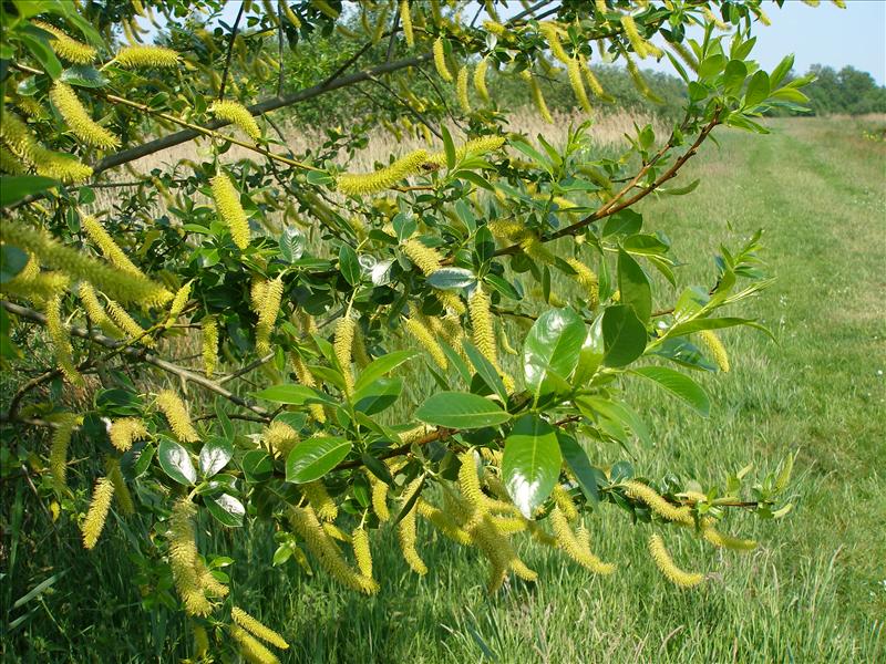 Salix pentandra (door Piet Bremer )