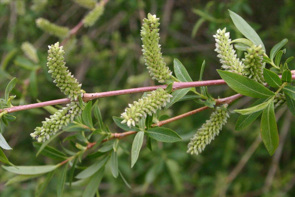 Salix purpurea (door Niels Jeurink)