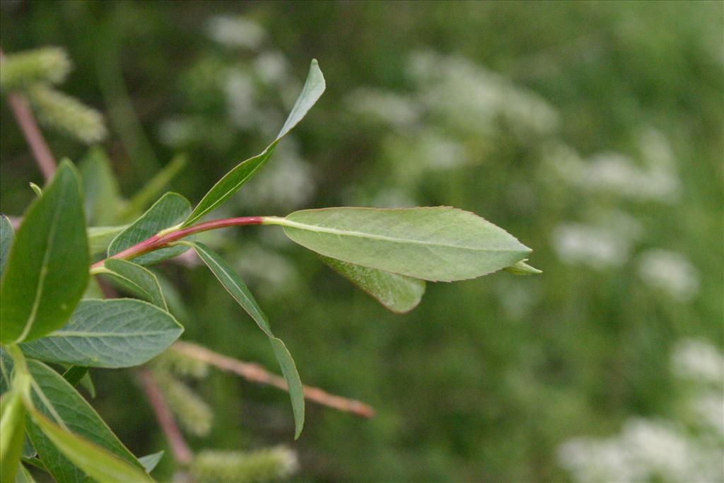 Salix purpurea (door Niels Jeurink)