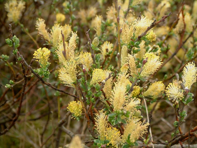 Salix repens (door Adrie van Heerden)