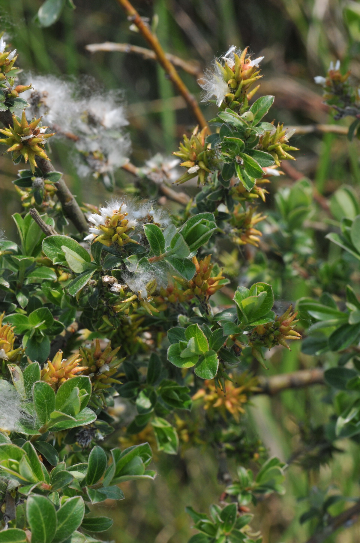 Salix repens (door Hans Toetenel)