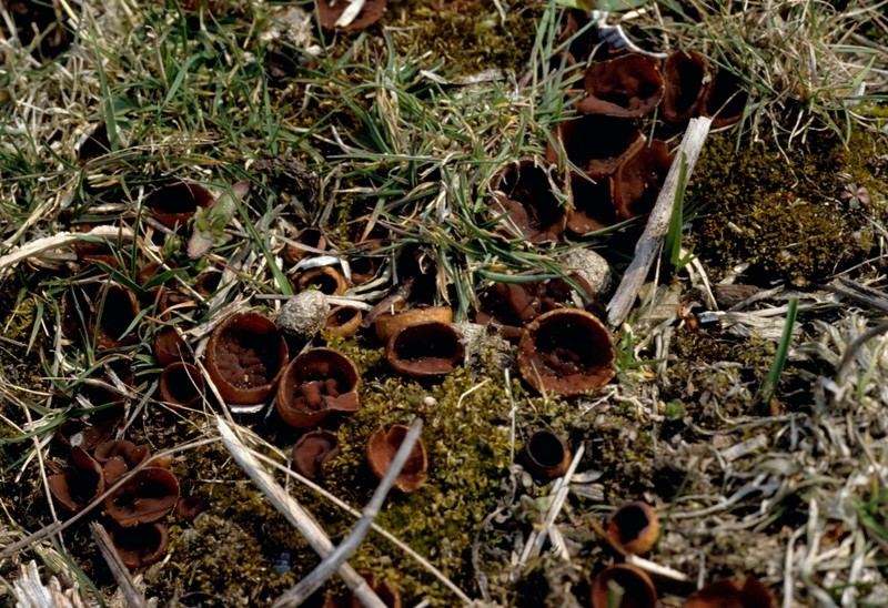 Stromatinia rapulum (door Mirjam Veerkamp)