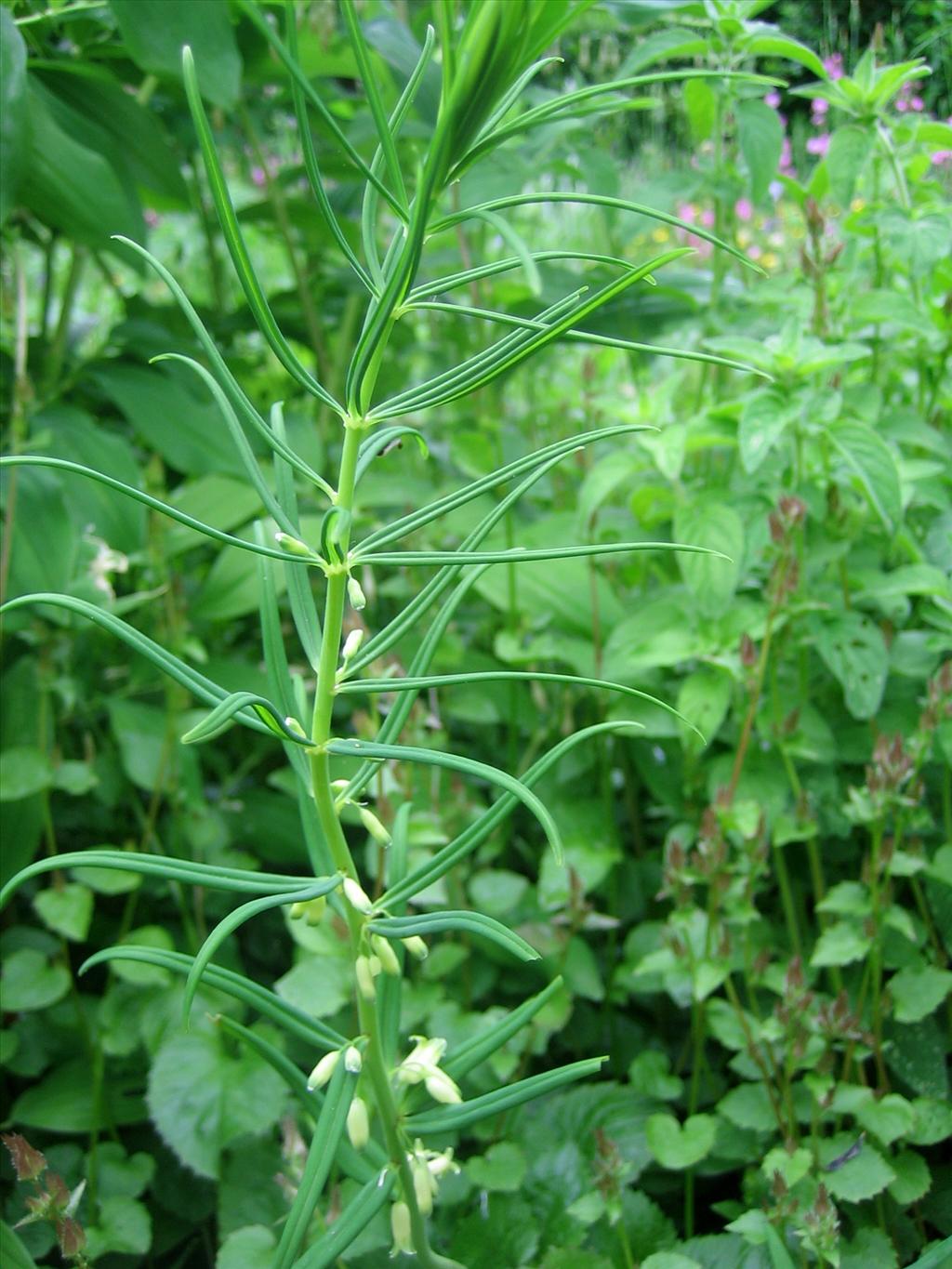 Polygonatum verticillatum (door Marian Baars)