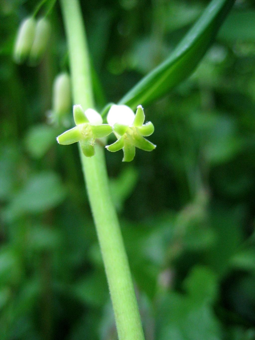 Polygonatum verticillatum (door Marian Baars)