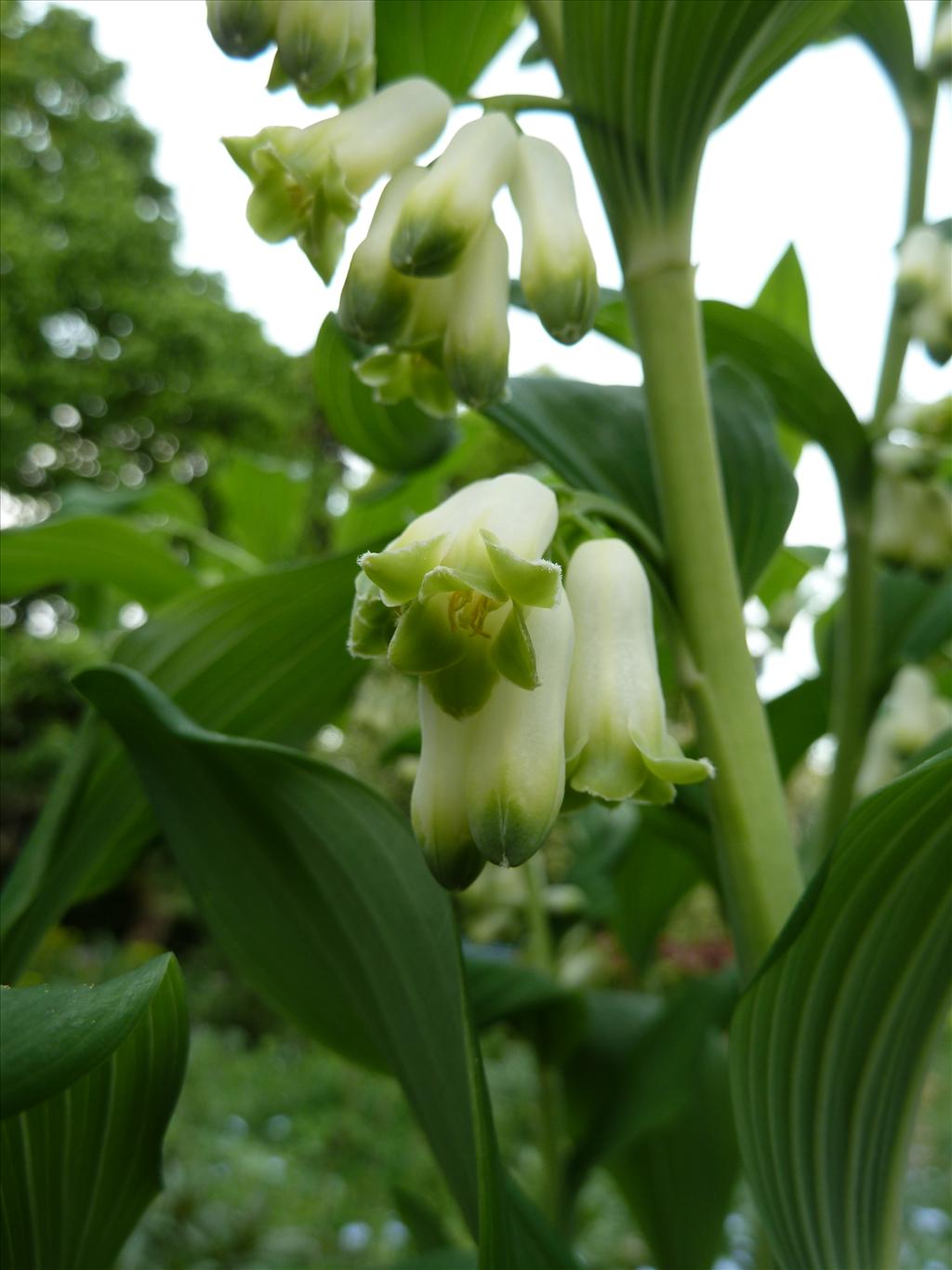 Polygonatum x hybridum (door Marian Baars)