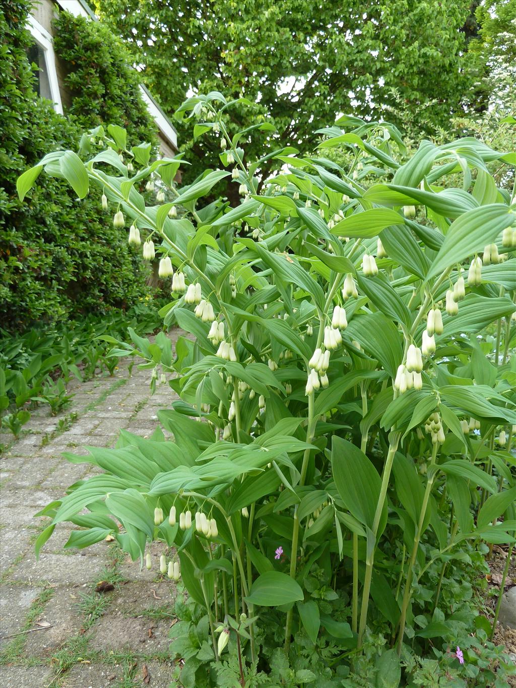 Polygonatum x hybridum (door Marian Baars)