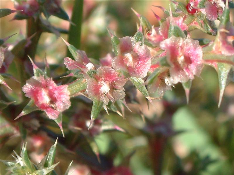 Salsola kali (door Adrie van Heerden)