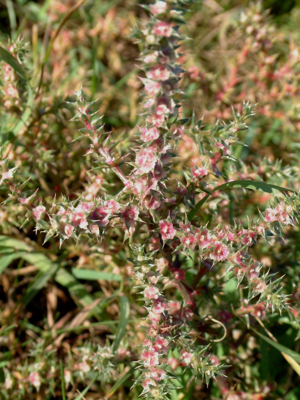 Salsola kali (door Adrie van Heerden)