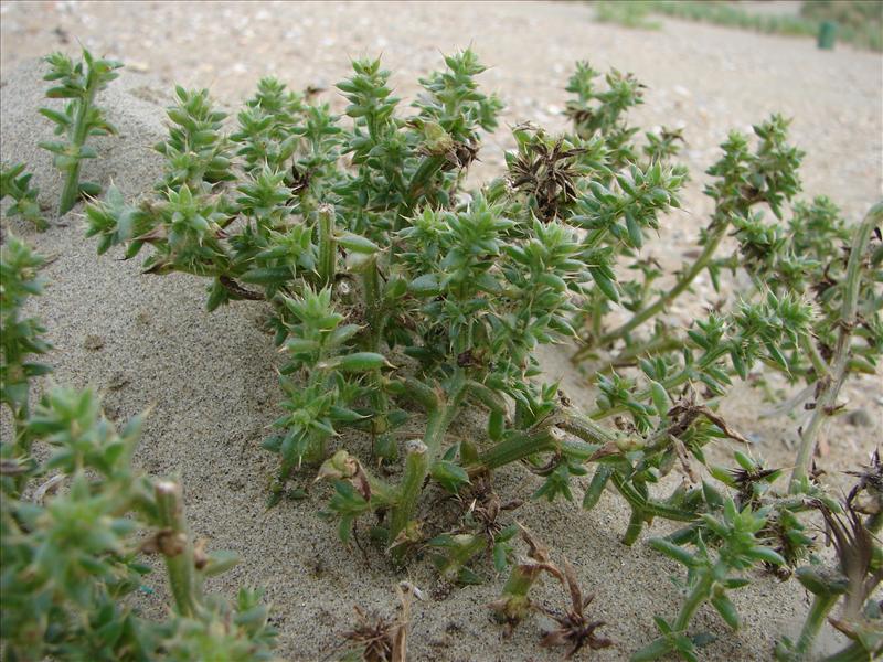 Salsola kali (door Adrie van Heerden)