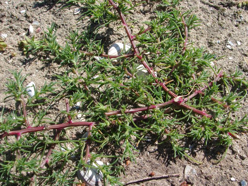 Salsola tragus (door Adrie van Heerden)