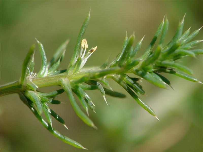 Salsola tragus (door Adrie van Heerden)