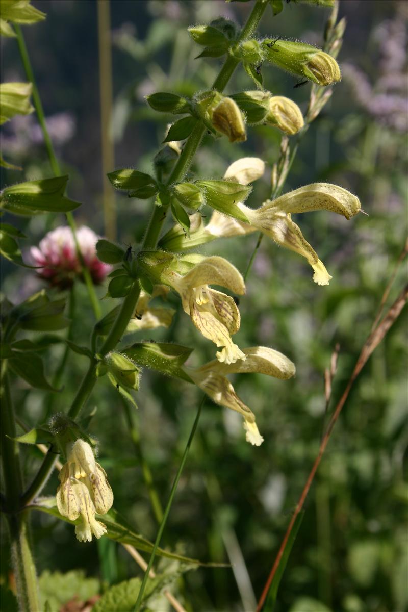 Salvia glutinosa (door Niels Jeurink)