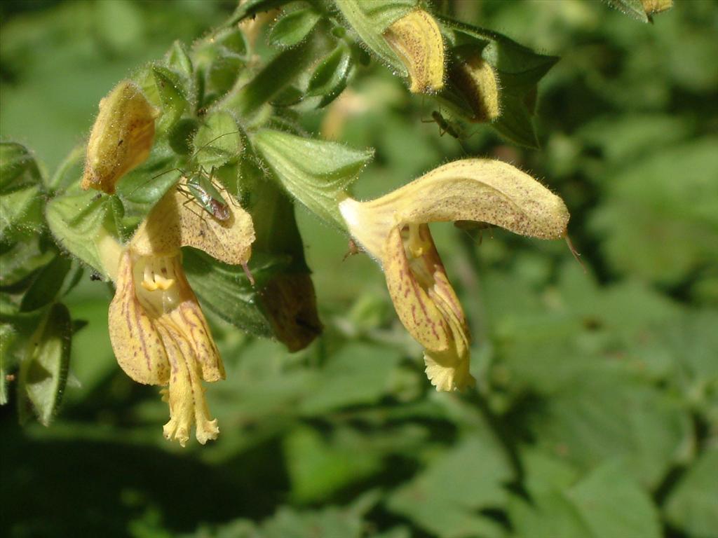 Salvia glutinosa (door Adrie van Heerden)